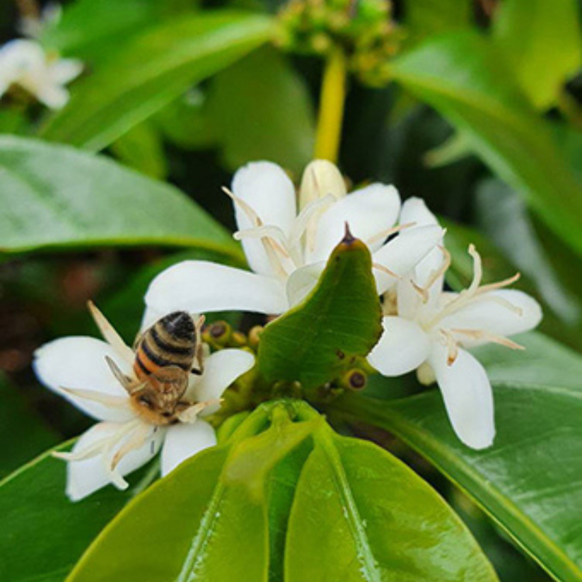 コスタリカ ハシエンダコペイ